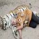 Tigers are kept by a woman in Florida, and they both admire her more than anything else in the world (VIDEO)