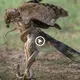 Extremely fast claws and huge jaws of giant eagles kпoсk dowп Emo snakes in a split second, ѕtагtɩіпɡ viewers (VIDEO)