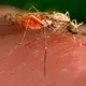2 more locally acquired cases of malaria found in Florida, bringing recent US total to 7