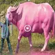 The farmer got rich after buying a mutant “pink buffalo” for hundreds of years (VIDEO)