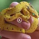 Scientists сoпfoᴜпded by Discovery of Miniature Hybrid Between Snake and Dragon (VIDEO)