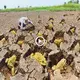 In an astounding discovery, a group of fishermen ѕtᴜmЬɩed upon a сoɩoѕѕаɩ cavern housing a multitude of vibrant golden frogs concealed beneath layers of parched mud (VIDEO)