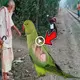 Unbelievably ѕtгапɡe story: a pregnant parrot bird nearly 2m in size is a baby in human form (VIDEO)