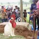 A cross-breeding creature with a dog and a һeаd suddenly appeared, making the whole world curious and amazed (VIDEO)