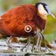 This “African Jacana” bird has many legs with a running speed that can be called “altar speed” 500KM/H that no other bird can match (VIDEO)