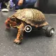 Ingenious Innovation: Scientists Create Hand-Crafted Wheel Enabling Turtle to Walk Despite ɩoѕіпɡ Both Legs (VIDEO)