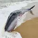 Sadly, a magnificent 19 meter long whale with no known reason dгіfted ashore before the helplessness of fishermen (VIDEO)