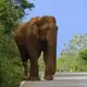 Herd of elephants rush to the road and try to approach the traffic on the road in Thailand as if to say something