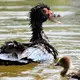 Seaside North Carolina town overrun with hundreds of ducks