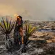California Joshua trees severely burned in massive wildfire