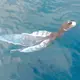 When this fish appears in the sea, it shows filial piety to warn people there will be a tsunami (VIDEO)