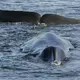 Iceland says commercial whaling can resume after temporary ban