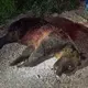 Shooting of a brown bear leaves 2 cubs motherless and sparks outrage in Italy