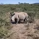South African conservation NGO to release 2,000 rhinos into the wild