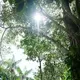 Researchers discover another way tropical forests could suffer due to climate change