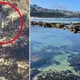TikToker’s deadly discovery in Bronte rock pool sparks blue-ringed octopus warning
