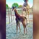 Spotless giraffe seen in Namibia, weeks after one born at Tennessee zoo: Conservation organization