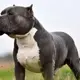 American XL Bully dogs to be banned in the UK following string of attacks
