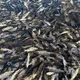 Surface of Lake Bonney in SA covered with millions of dead fish