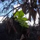 Historic banyan tree in Maui shows signs of growth after wildfire damage
