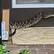 Amazon delivery driver bitten by venomous rattlesnake, hospitalized in very serious condition