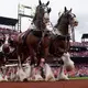 Iconic Budweiser Clydesdales will no longer have their tails shortened