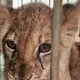 Lion cub found wandering by roadside in northern Serbia
