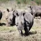 Africa’s white rhino population rebounds for 1st time in a decade, new figures show