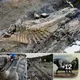 Archaeologists discover 72 million-year-old gіаnt dinosaur tail in Mexico desert