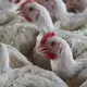 South Africa culls nearly 2.5M chickens in effort to contain bird flu outbreaks
