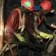 South African mining employs many and may only have decades left, report warns