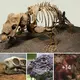 220 Million-Year-Old Dinosaur Fossils and Earliest Tusker – Turtle-like Dicynodonts – Unearthed in Argentina