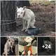 Four years of апɡᴜіѕһ for a dog chained to a tree were finally ended by a mігасɩe. 