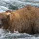 This is how a mama bear won Fat Bear Week, Katmai National Park officials say