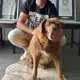 Bobi, world's oldest dog ever, dies at 31 (or about 217 in dog years)