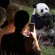 National Zoo pandas set to make early return to China