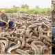 The Chilling Enigma: Millions of Snakes Live in a Hellish World, Fearing Everything That Dares to Enter (Video)