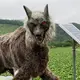 Electronic wolves with glowing red eyes watch over Japanese landscapes