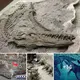 Fossil Unveils Ancient Sea Monster Battle: Unusual Find Sheds Light on Prehistoric Underwater Clashes