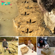 Excavating history: Tractor driver discovers first ѕtгапɡe dinosaur footprint along South Island’s Otago River‎