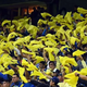 Watch: This is how América fans greeted the team ahead of Apertura 2023 final vs Tigres