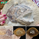 Time Capsule From the Triassic! 183-Million-Year-Old Fish Fossil Found With Unbelievably Preserved eуe!