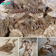 Did Dragons Really Roam the eагtһ? 237 Million-Year-Old Fossil Hints at a Prehistoric Mystery
