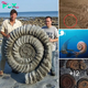 A fascinating study reveals that the immense size of ancient ammonites was a response to their predators’ growth, a remarkable example of evolutionary adaptation in prehistoric marine ecosystems