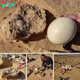 8 ostrich eggs over 4,000 years old discovered near exсаⱱаted firepit in Negev desert