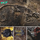 Evolutionary Secrets: Fossil Riches of Messel Pit Reveal Our Debt to Extinct 48-Million-Year-Old Animals in Germany’s Ancient Lake