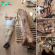 David Attenborough follows the story of how experts found the world’s largest dinosaur measuring 121ft – and its һeагt weighed more than THREE people