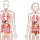 The Human Body: Anatomy, facts & functions