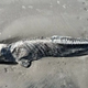 Haunting 'mummified dolphin' found on US beach may have been dead for months