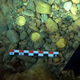Amateur freedivers find gold treasure dating to the fall of the Roman Empire